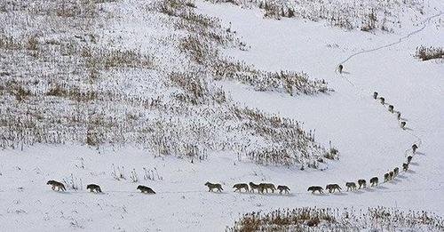 Obrázek Wold Pack